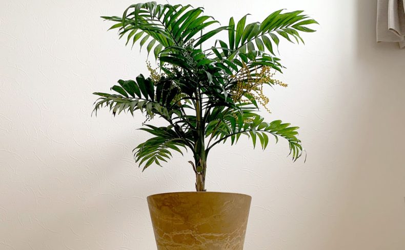 観葉植物”テーブルヤシ”を育てた体験談。育て方・魅力・植え替え方法も紹介