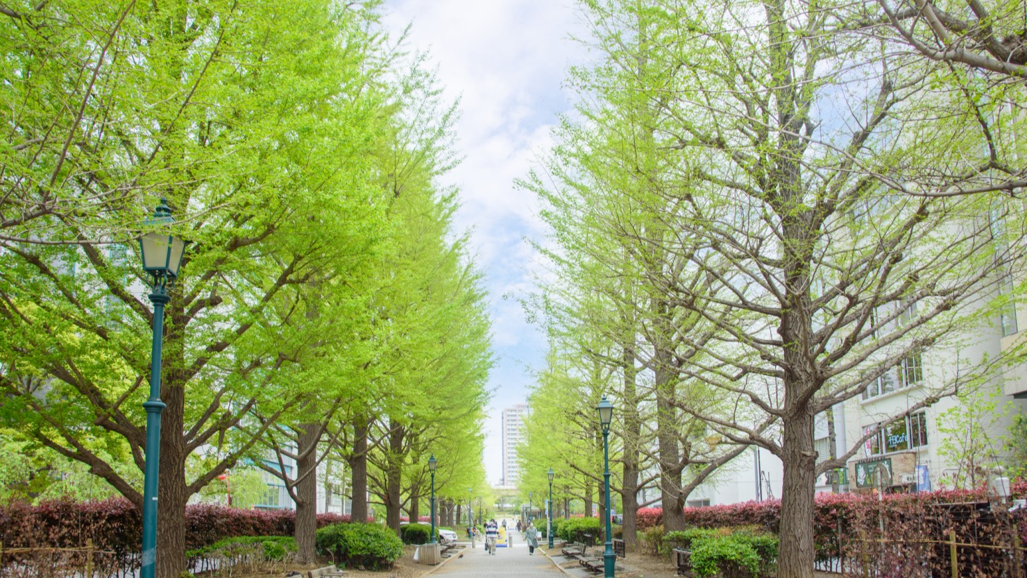 浜町公園の銀杏並木
