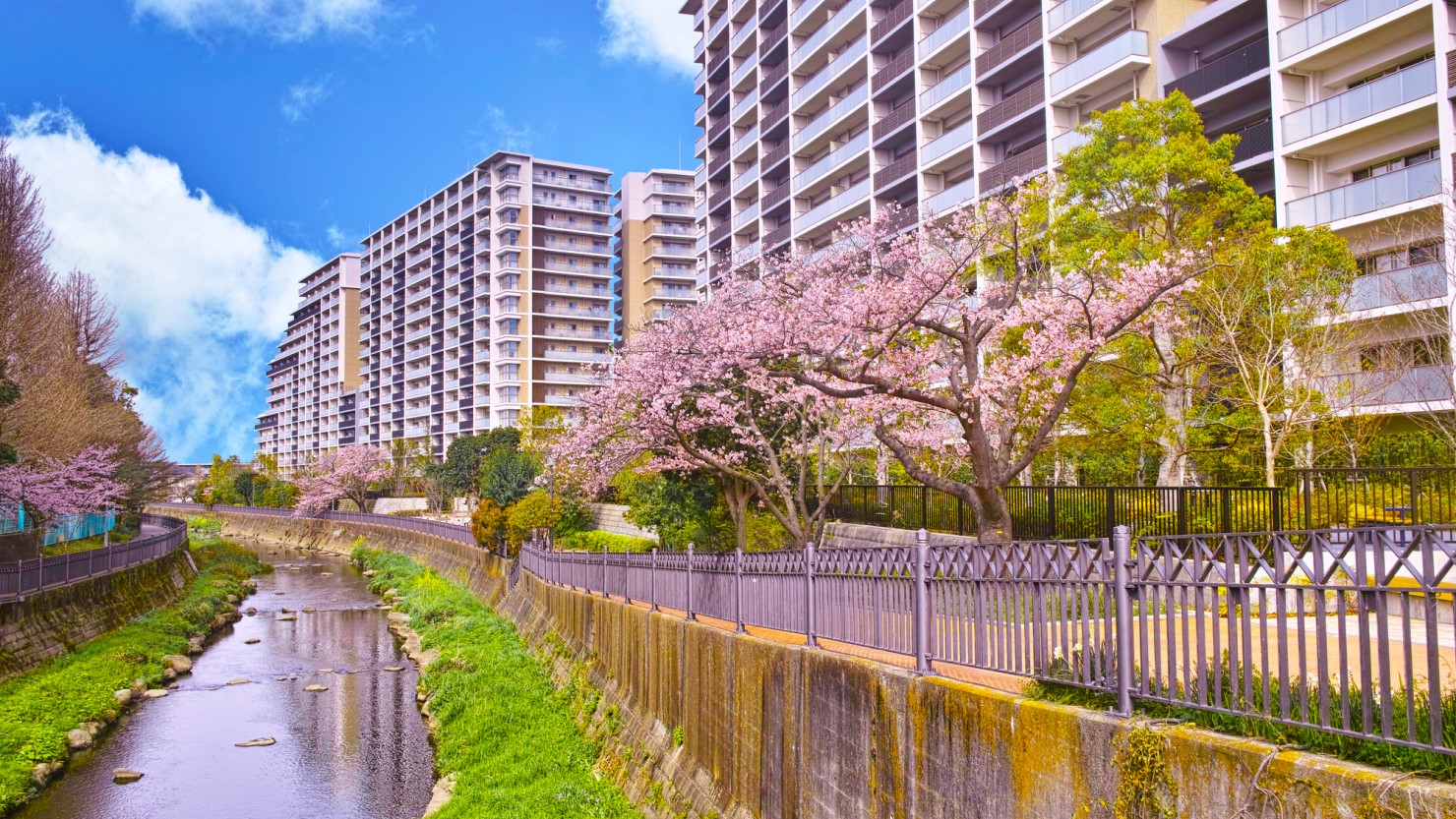 いたち川沿いは桜も楽しめる
