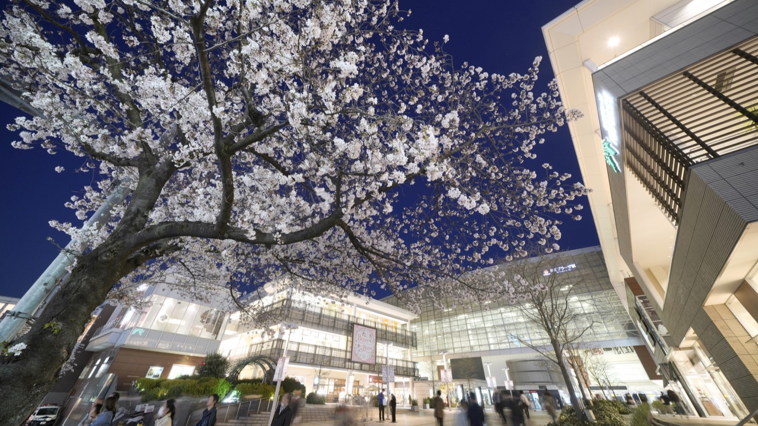 たまプラーザ駅前のきれいな桜