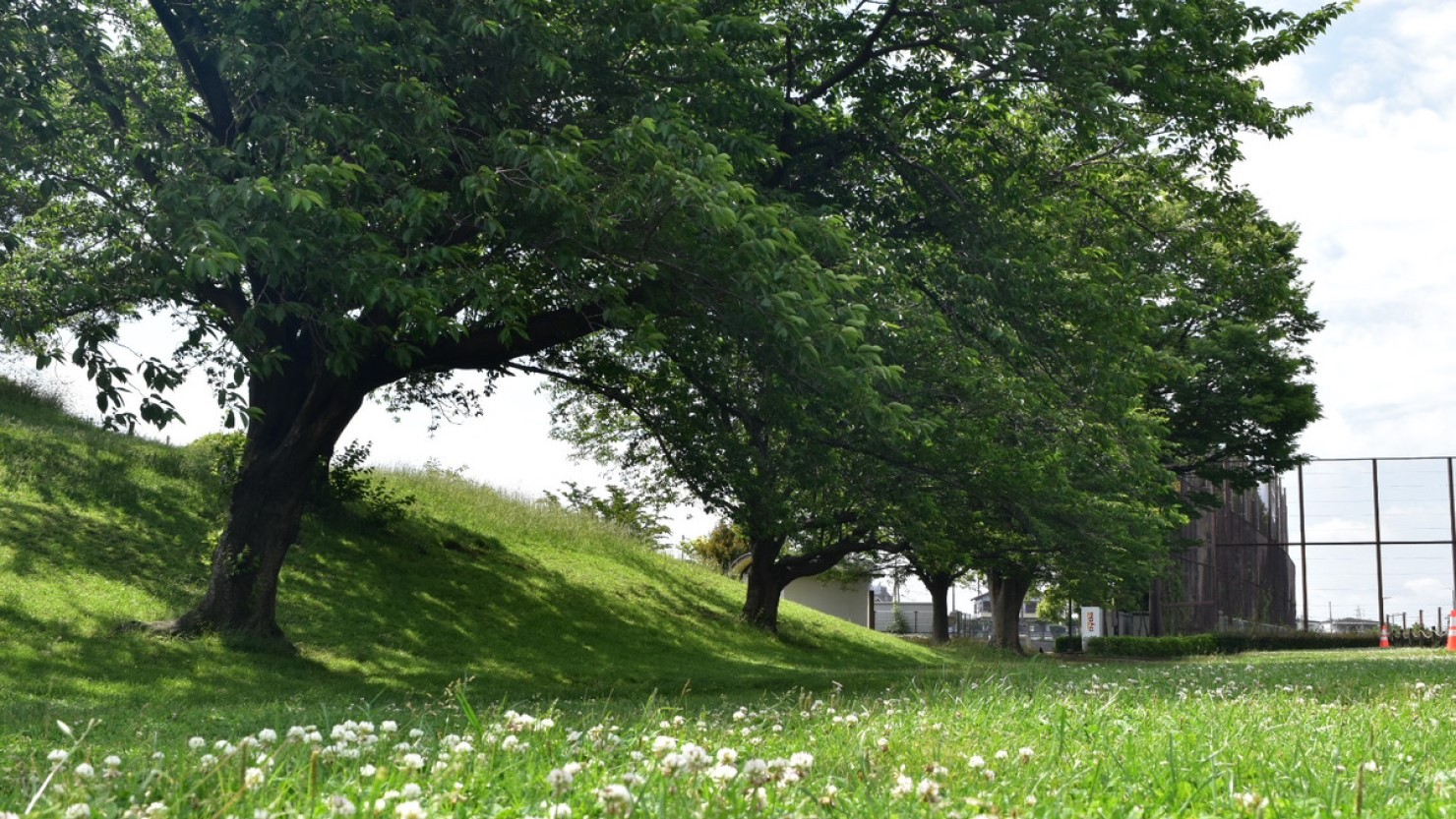 清水ケ丘公園内にある芝生