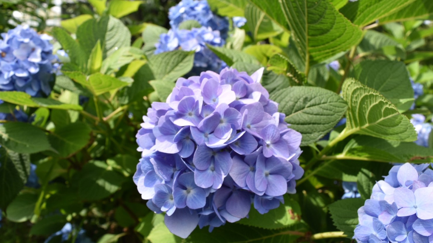 清水ケ丘公園内に咲く紫陽花