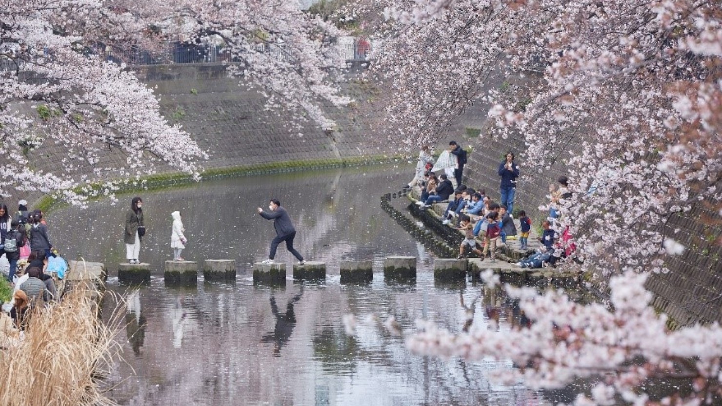 大岡川プロムナード沿いにある桜並木