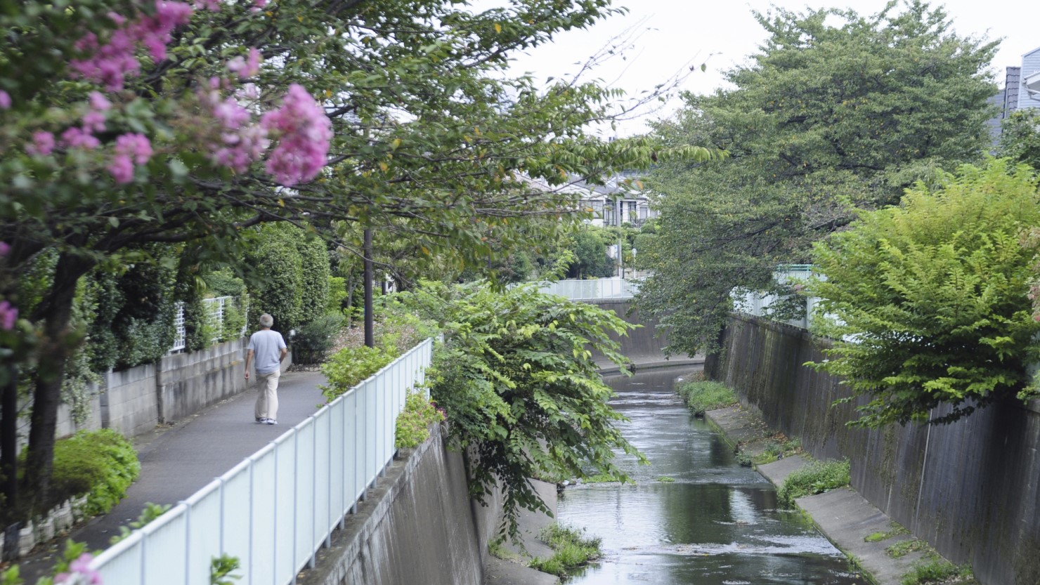 浜田山付近の神田川と花