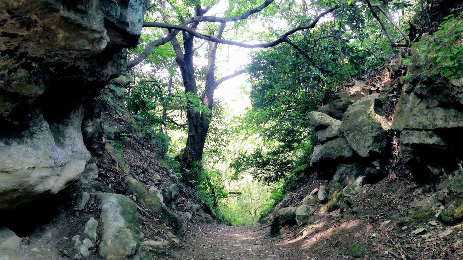 氷取沢市民の森