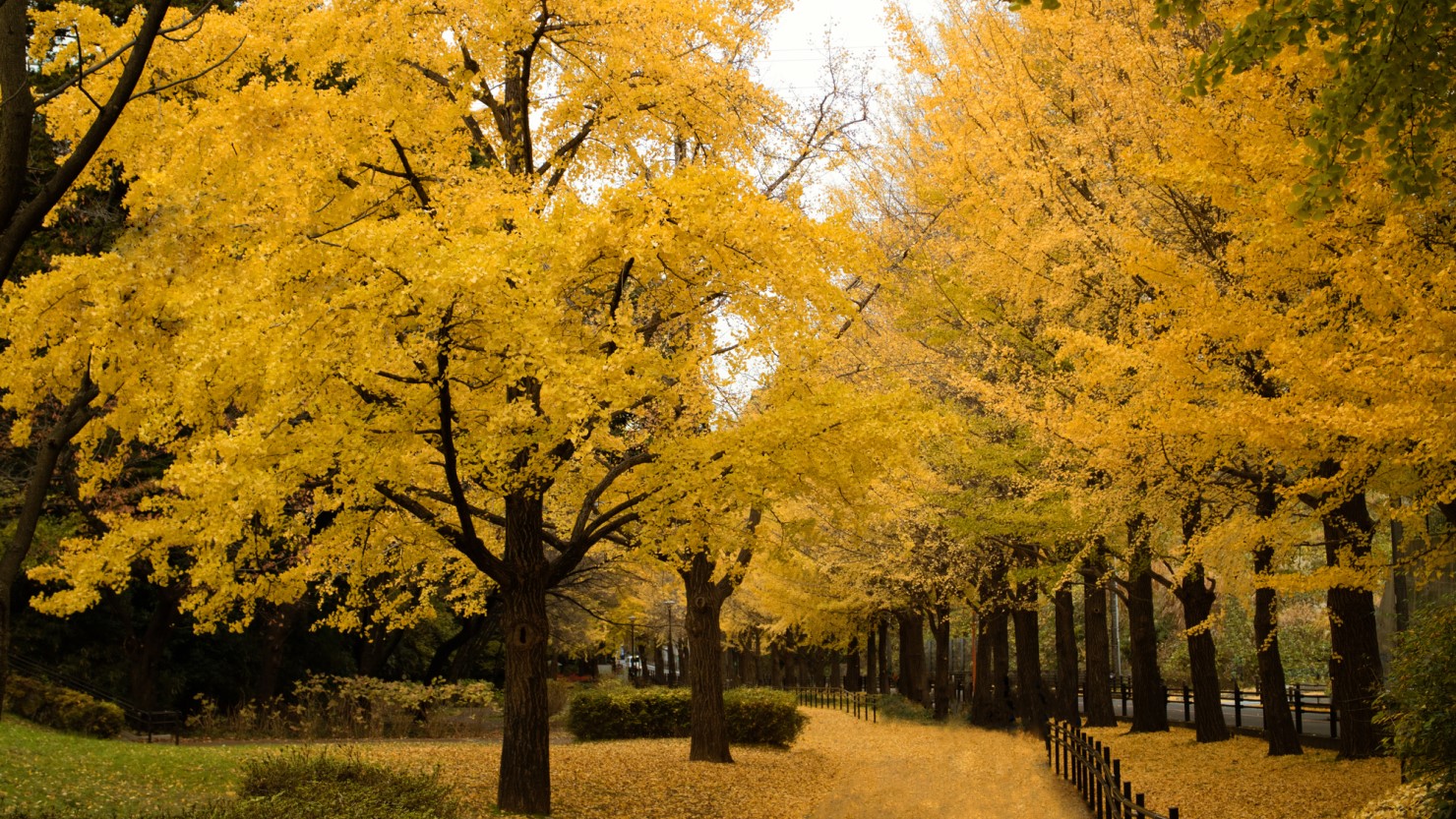 保土ケ谷公園のイチョウ