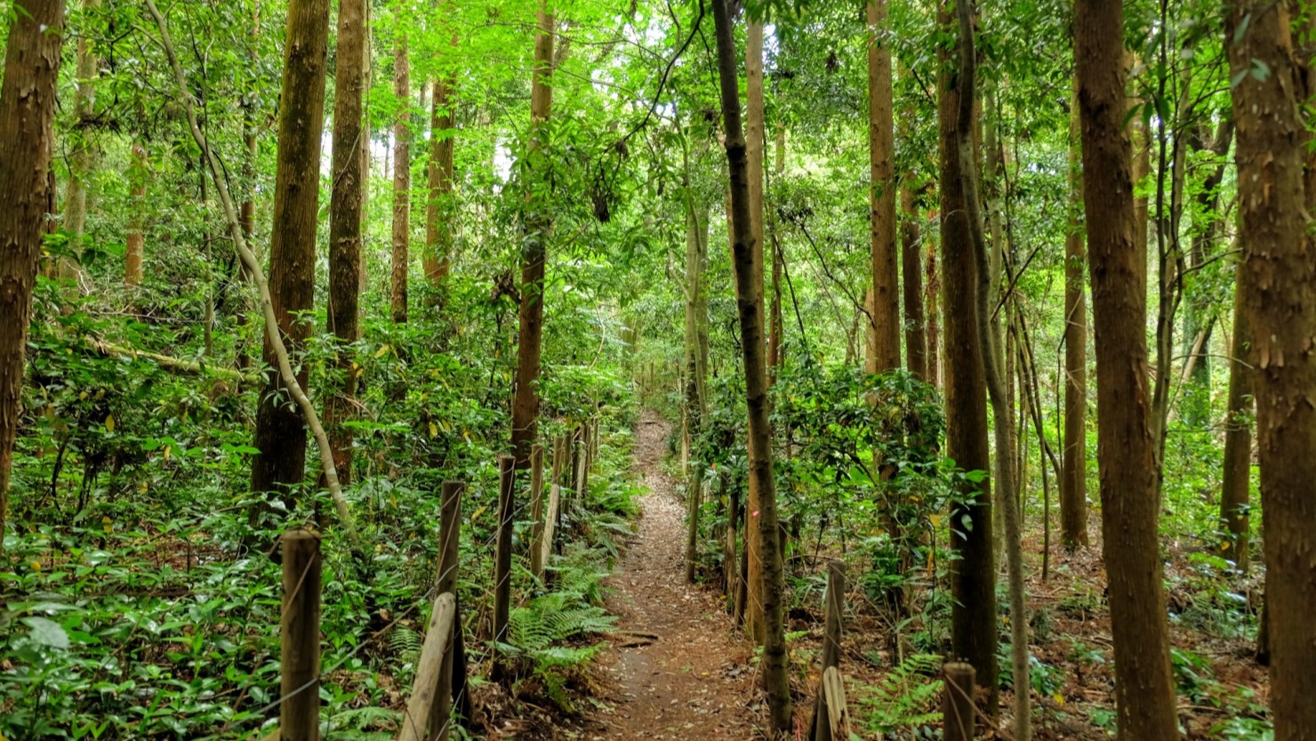 森林浴が気持ちいい、陣ケ下渓谷公園