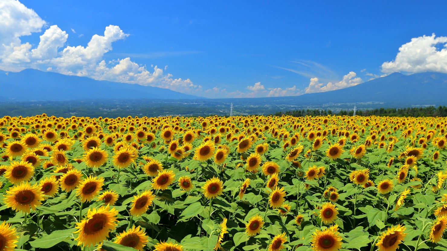 市役所がある須玉・明野地区は店舗が多い便利なエリア
