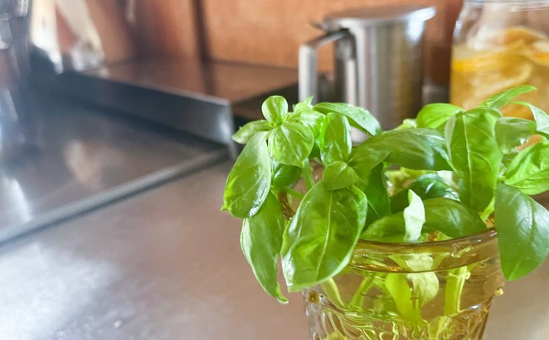 ”バジル”を家庭菜園で栽培してみよう！育て方・保存方法・いろいろな楽しみ方を紹介