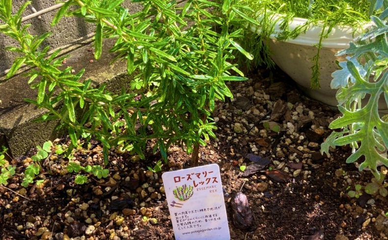 家庭菜園で「ローズマリー」を育てよう！育て方と収穫後の楽しみ方を紹介
