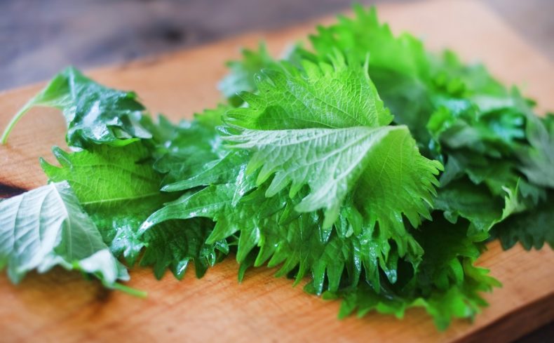 「大葉」（シソ）をプランターで手軽に栽培！家庭菜園を楽しむ私が魅力と育て方を紹介