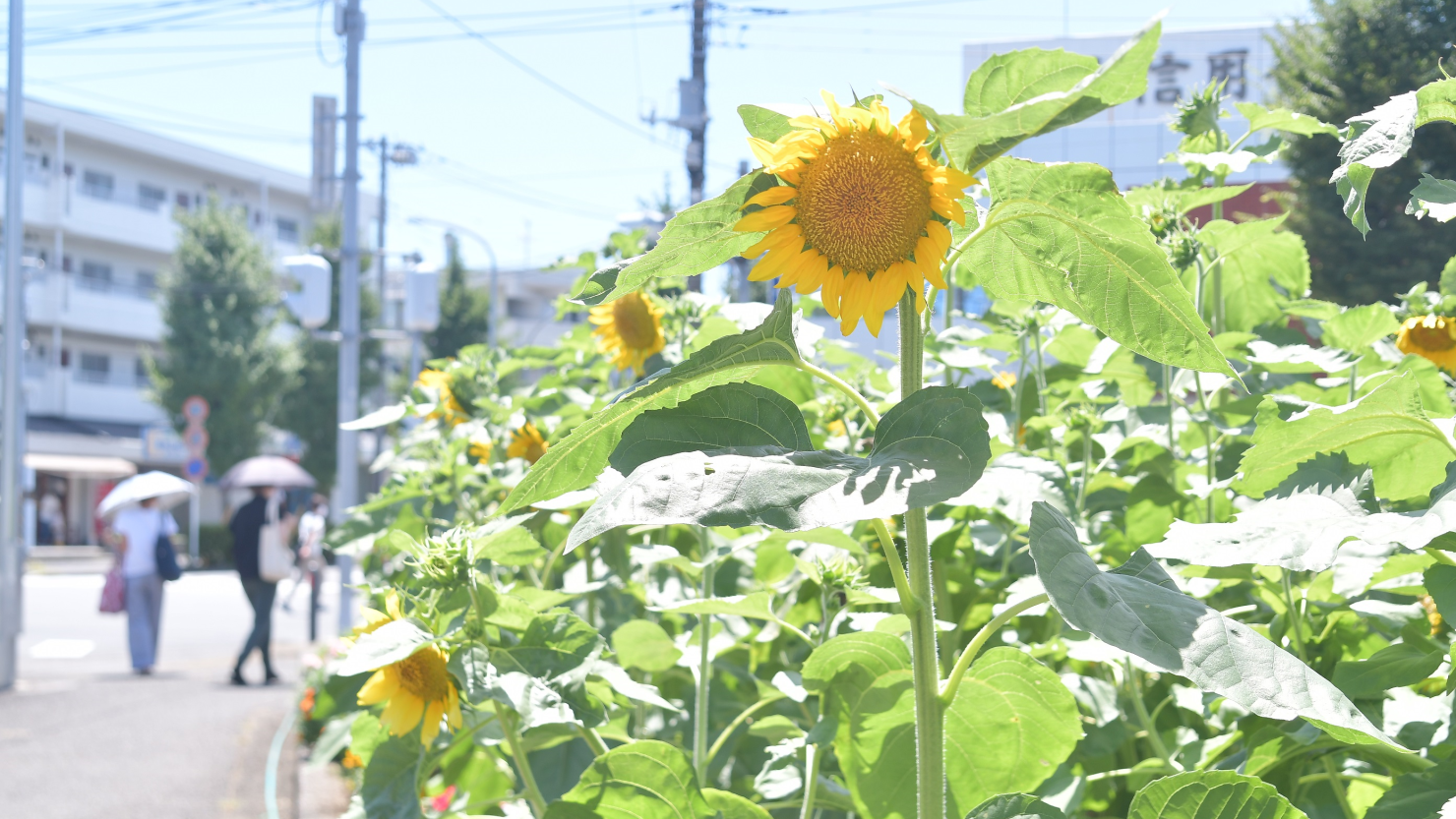 港南区上永谷駅前花壇