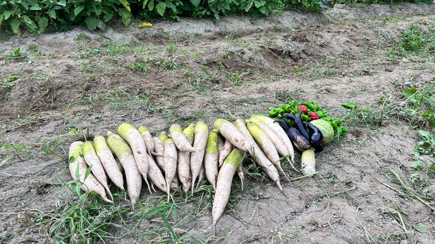 シェア畑でとれた野菜