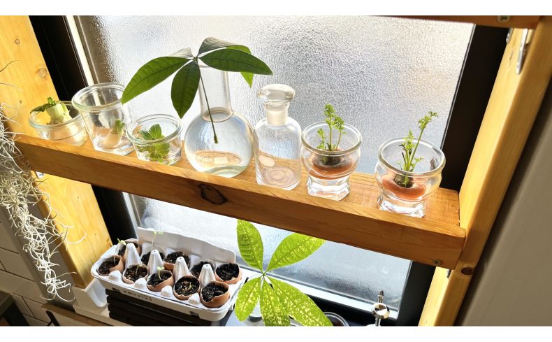 野菜が再生する私の”キッチン菜園”ラボ｜リボベジできる野菜や育て方を紹介