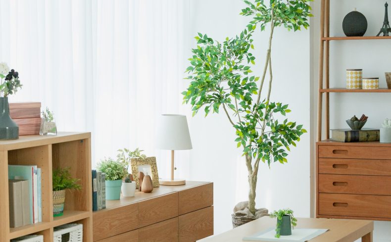 【特集】アイビーやラベンダー、初心者でも育てやすいおすすめの植物特集