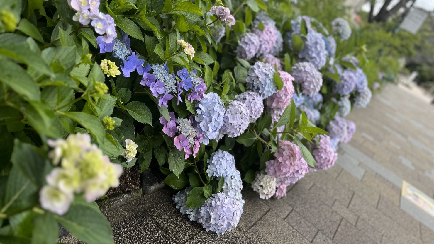 花のみちあじさい