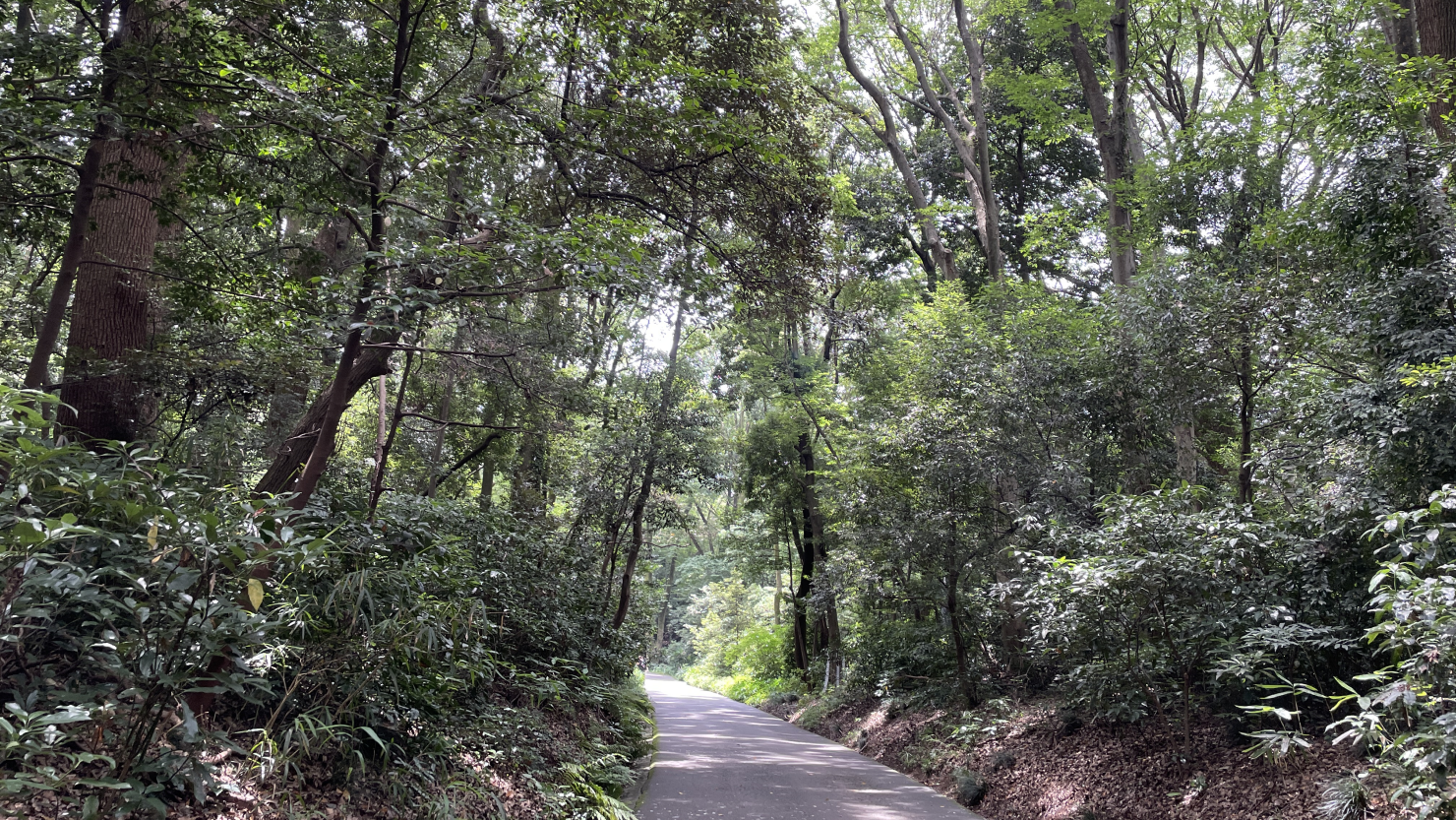 明治神宮、神宮の杜