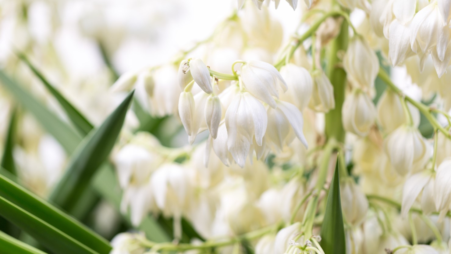 ユッカ（青年の木）」の育て方。生命力にあふれたタフな植物のある