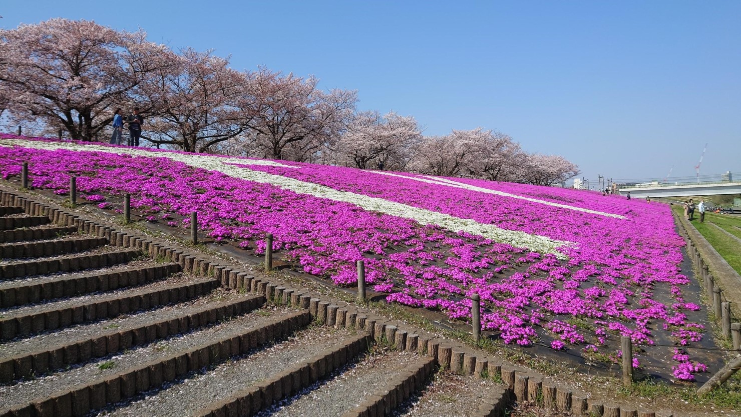 ソメイヨシノと芝桜が美しい「赤羽桜堤緑地」