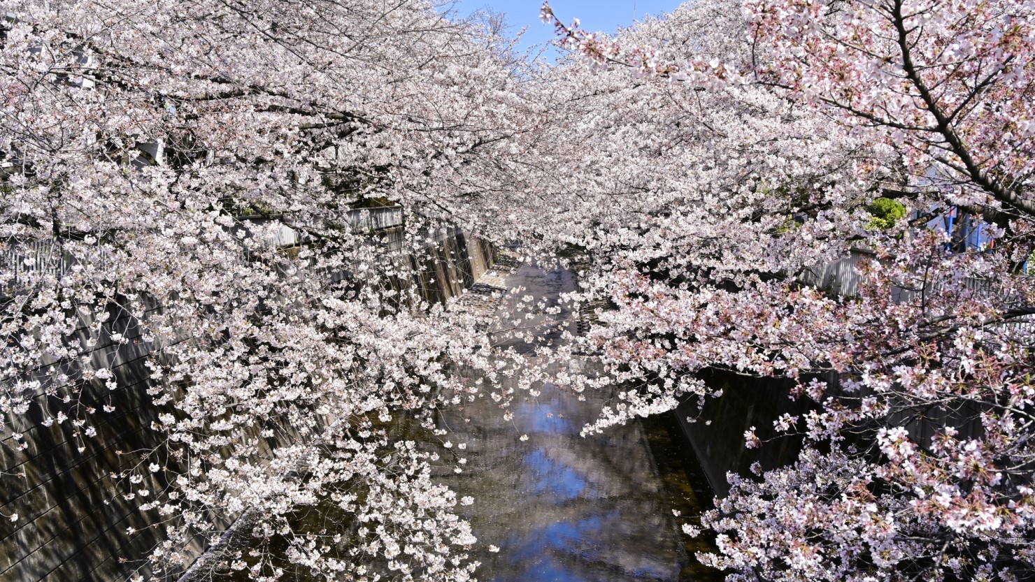 神田川の桜