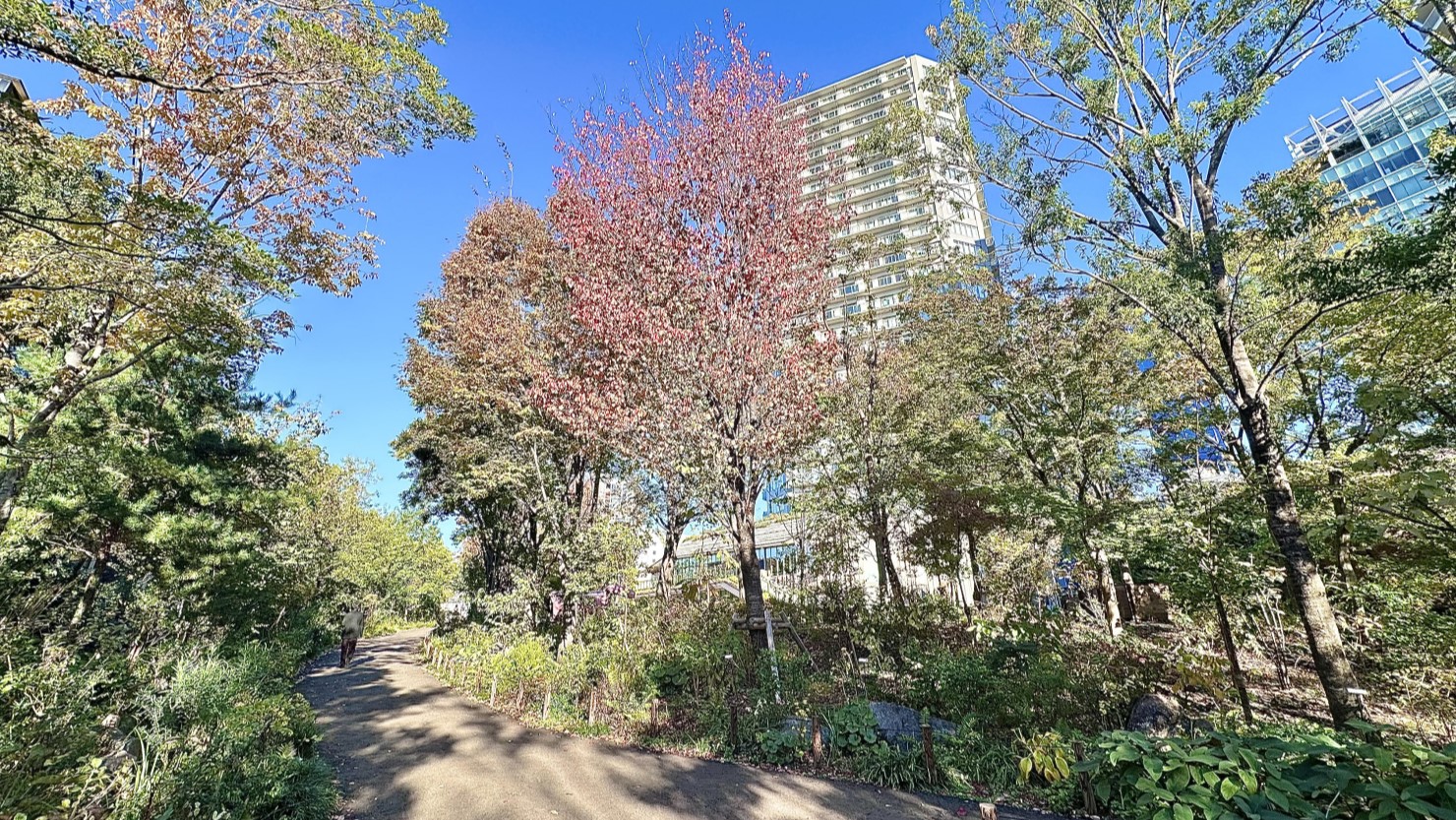 ののあおやまの森