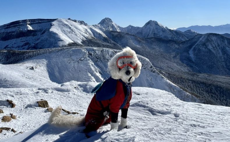 天狗岳（八ヶ岳）に登ろう！～第10回 犬と週末登山の体験記～