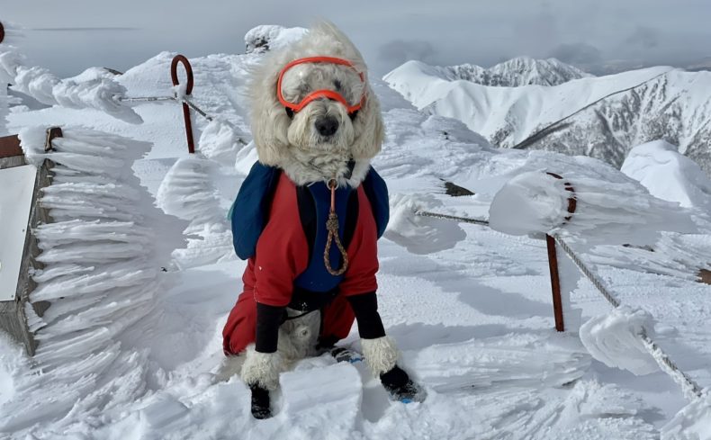 那須岳（栃木県）に登ろう！～第9回 犬と週末登山の体験記～
