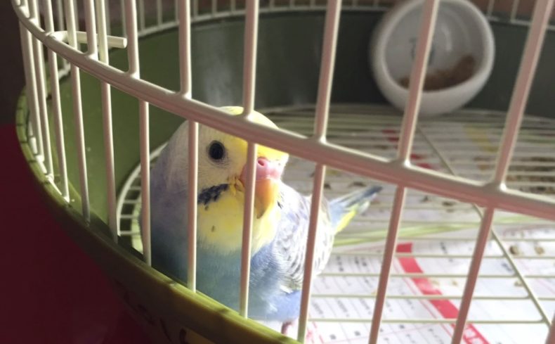 ”セキセイインコ”と暮らそう！飼育歴8年目の私が魅力と飼い方を紹介