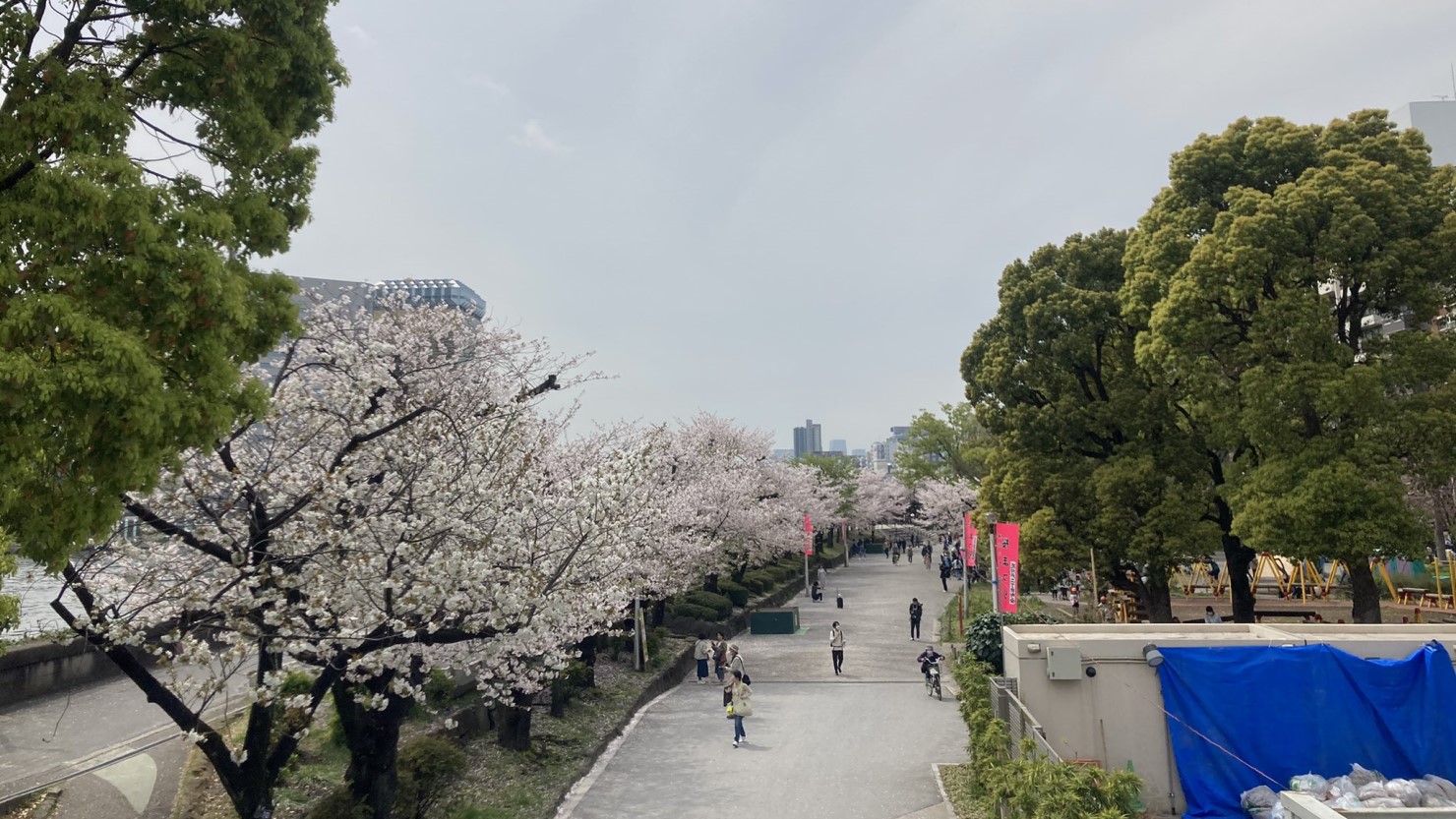 浅草の桜