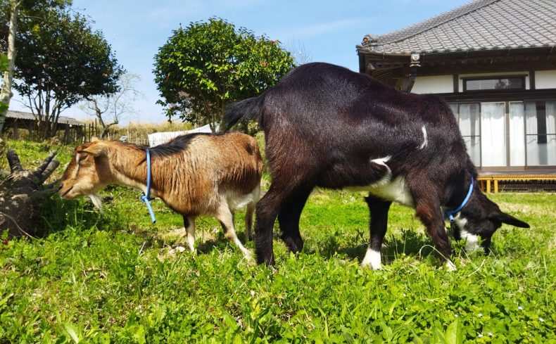 ヤギをペットに迎えよう！基本の飼い方から注意点までヤギ飼いが実体験を基に解説