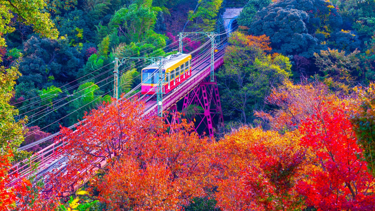 男山ケーブルと紅葉