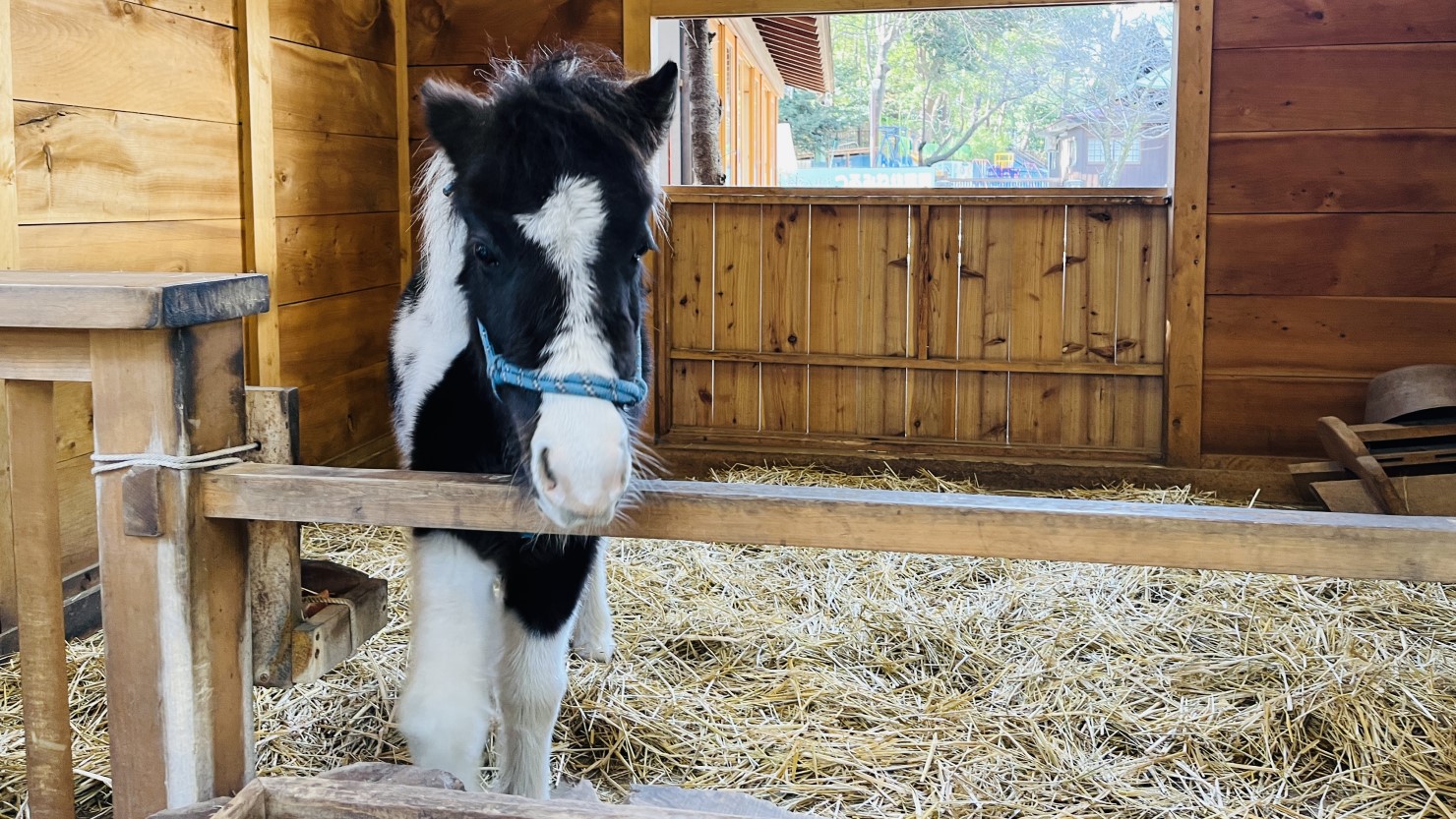 平塚八幡宮内で飼育されている馬