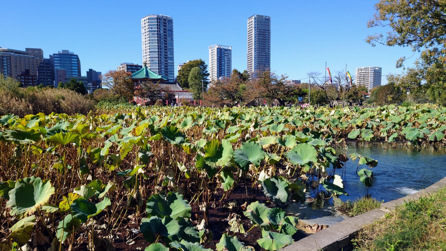 上野恩賜公園の不忍池
