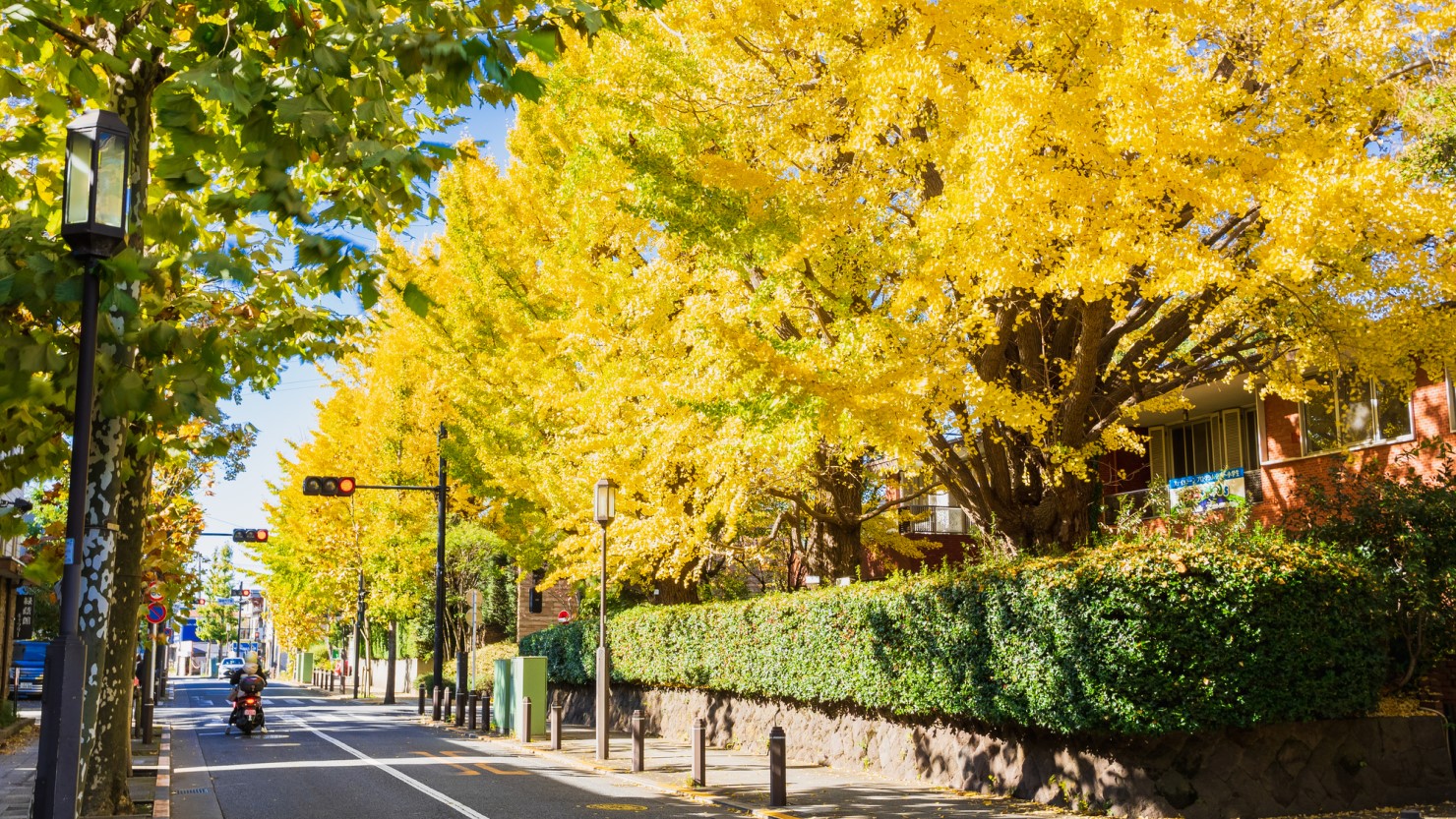 成城の銀杏並木