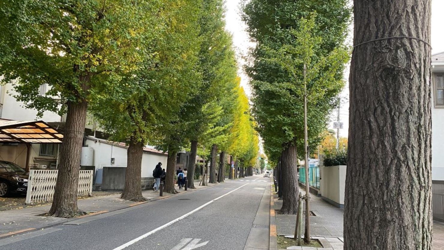 住宅街の銀杏並木