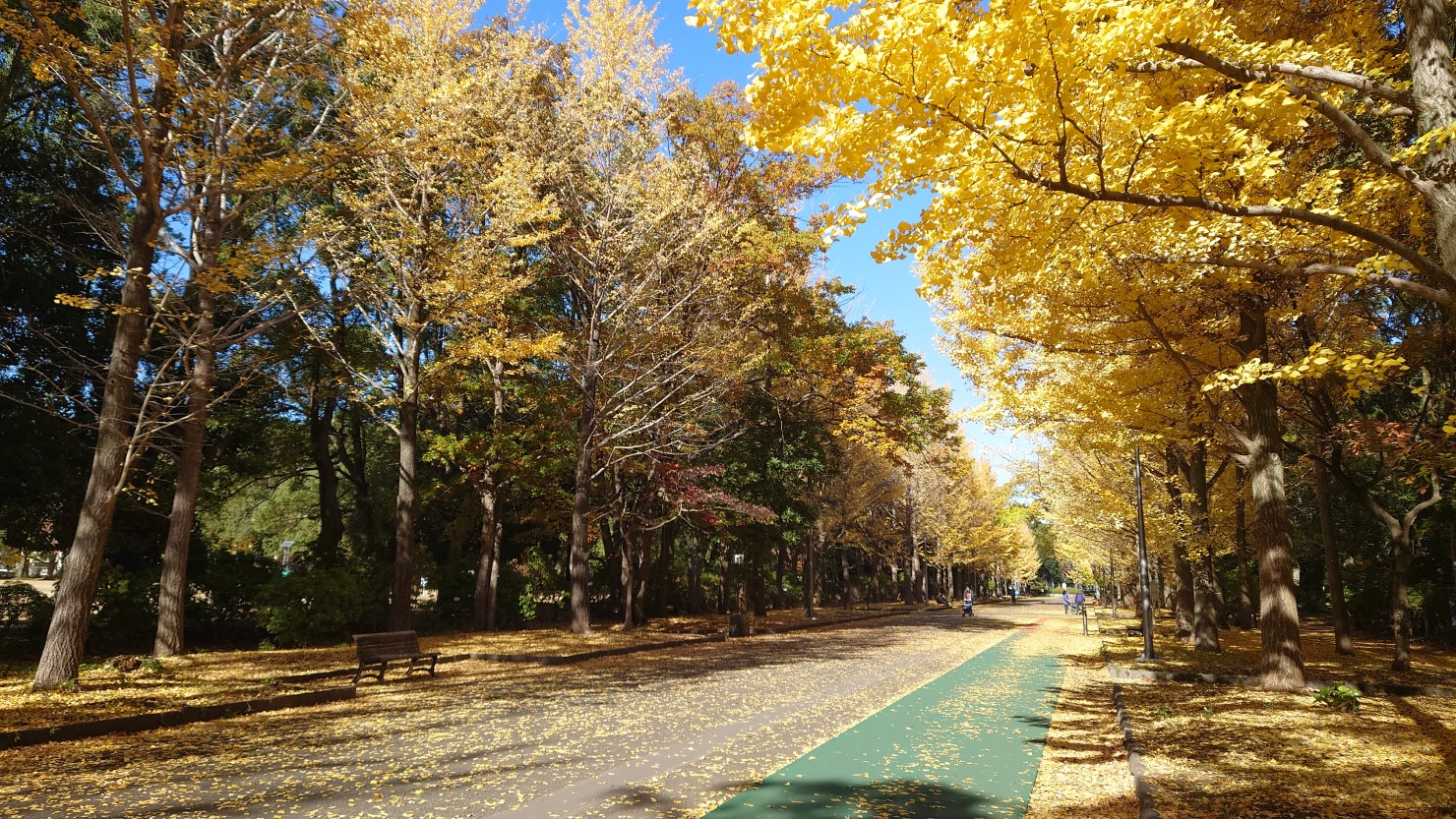 黄色に染まる所沢航空記念公園の並木道