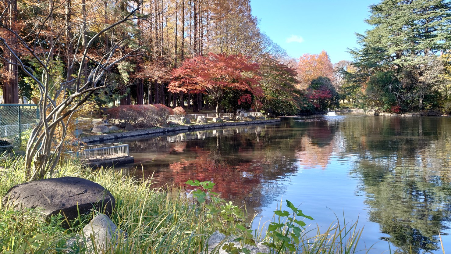 所沢航空記念公園にある自然豊かな池のほとり