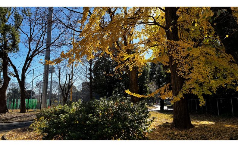 東京都「駒沢大学駅」周辺を散歩してみよう！地元民おすすめの散歩スポット“６選”