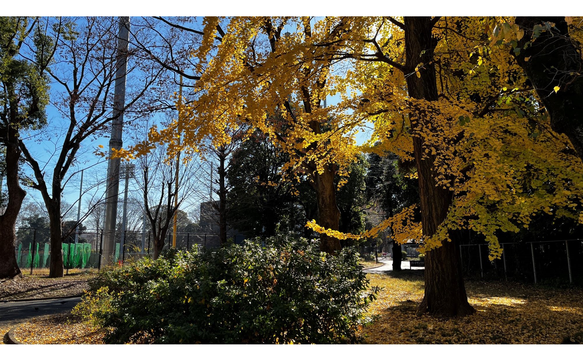 東京都「駒沢大学駅」周辺を散歩してみよう！地元民おすすめの散歩スポット“６選”