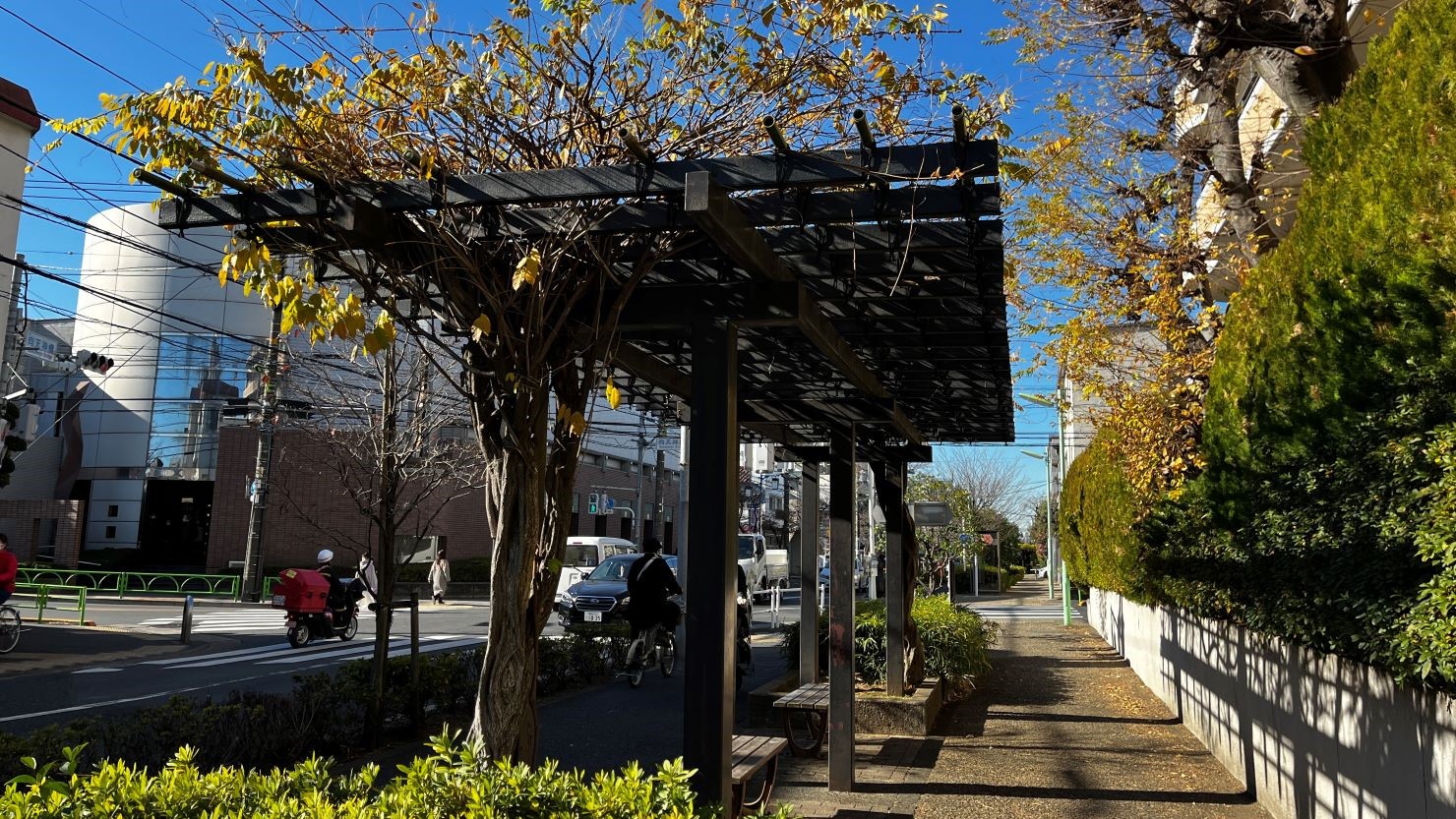 弦巻通り沿いのフジ棚