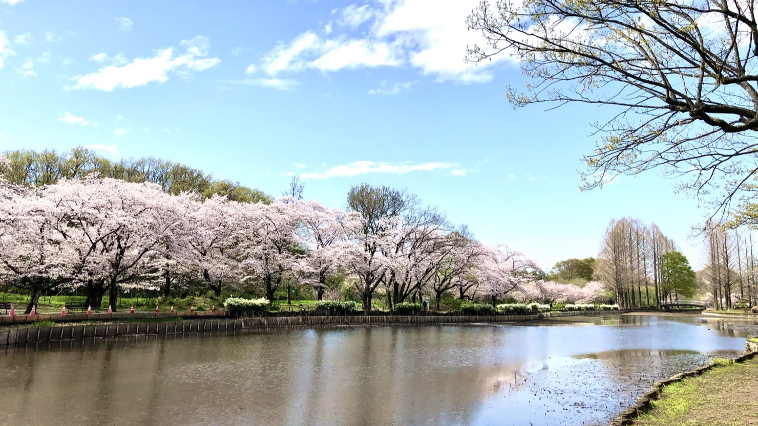 桜の季節の丸山公園
