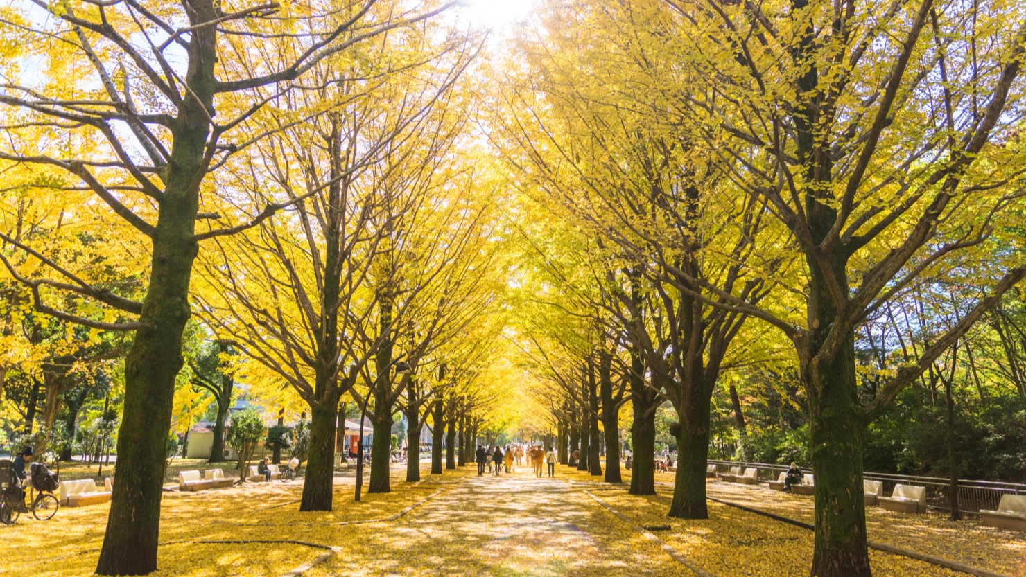 光が丘公園のイチョウ並木