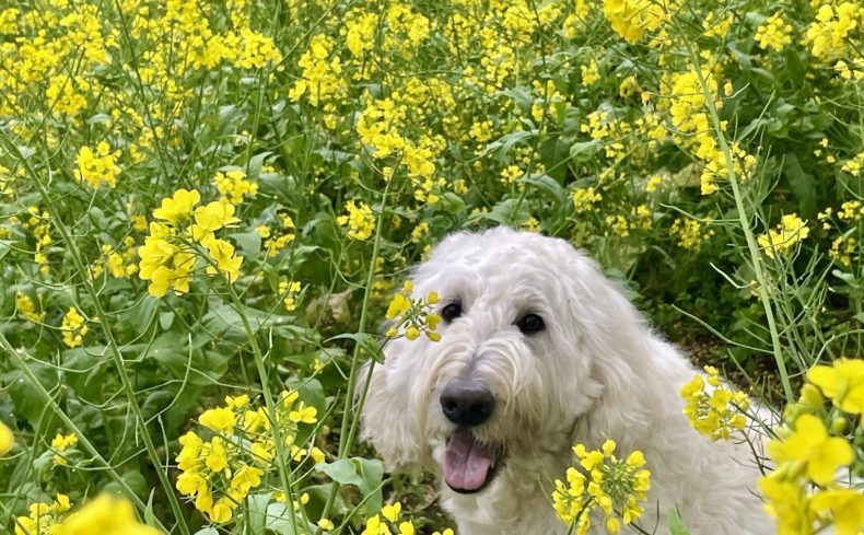 手軽に登れる穴場低山・米沢の森（千葉県）に登ろう！～第12回 犬と週末登山の体験記～