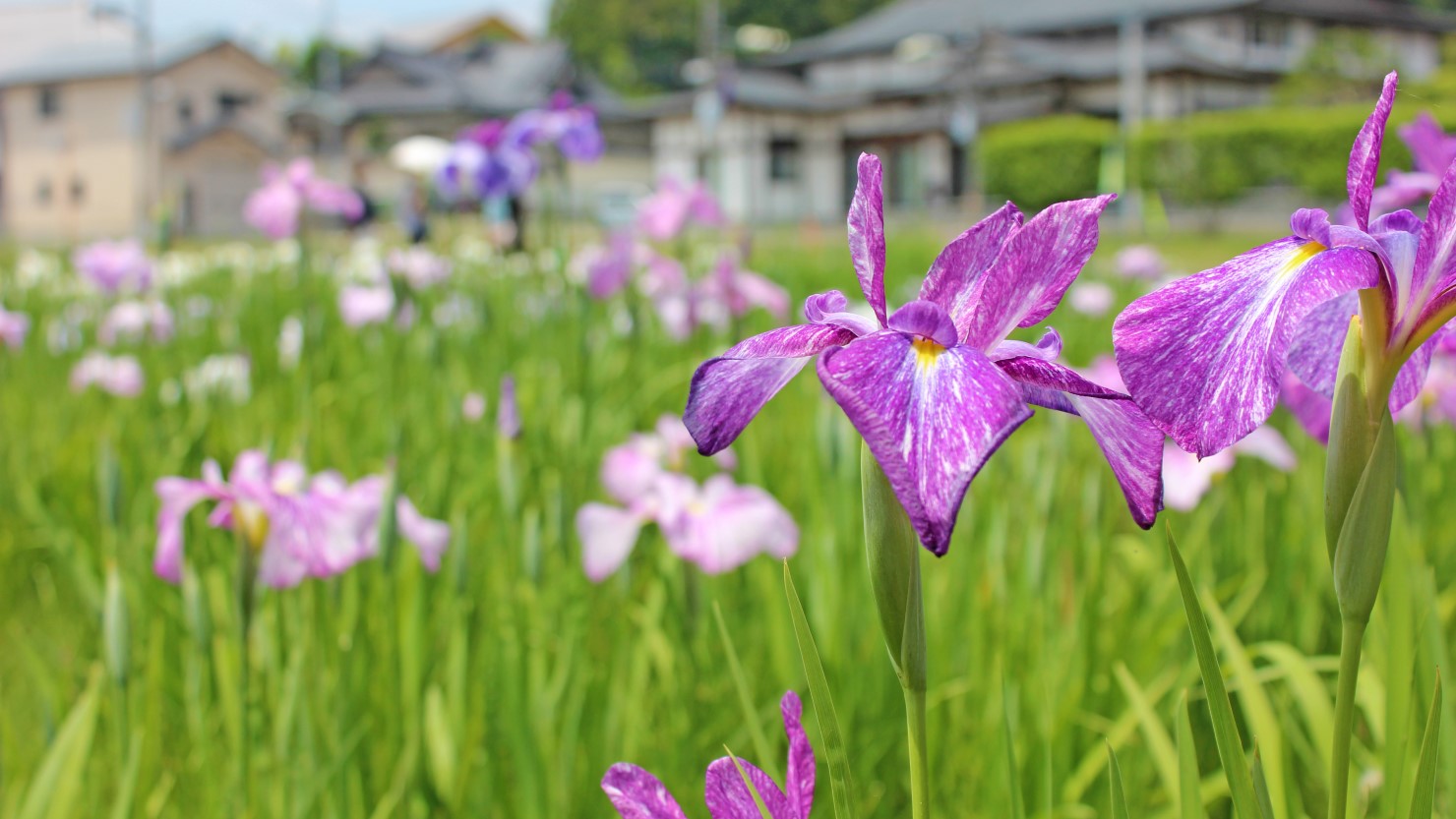多賀城跡の一角にあるあやめ園