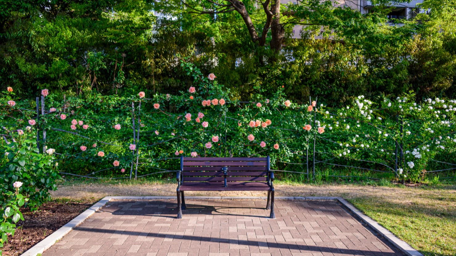 バラ園の周りには、ベンチも多数設置されています。平日のお昼時はそこでランチをする近隣に勤める会社員の姿も多数見受けられます
