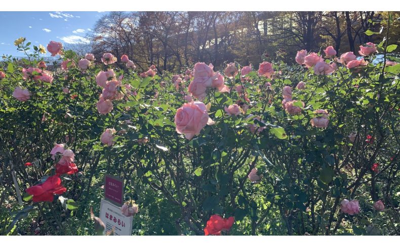 さいたま市「中央区」の住みやすさは？バラとアートで元気になれる街の魅力を地元民が紹介