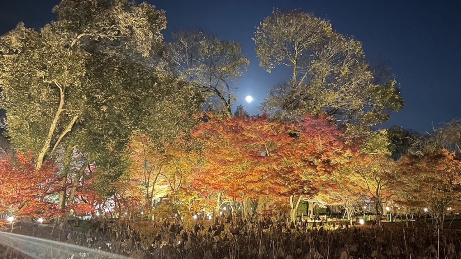 期間限定の催し紅葉ライトアップ