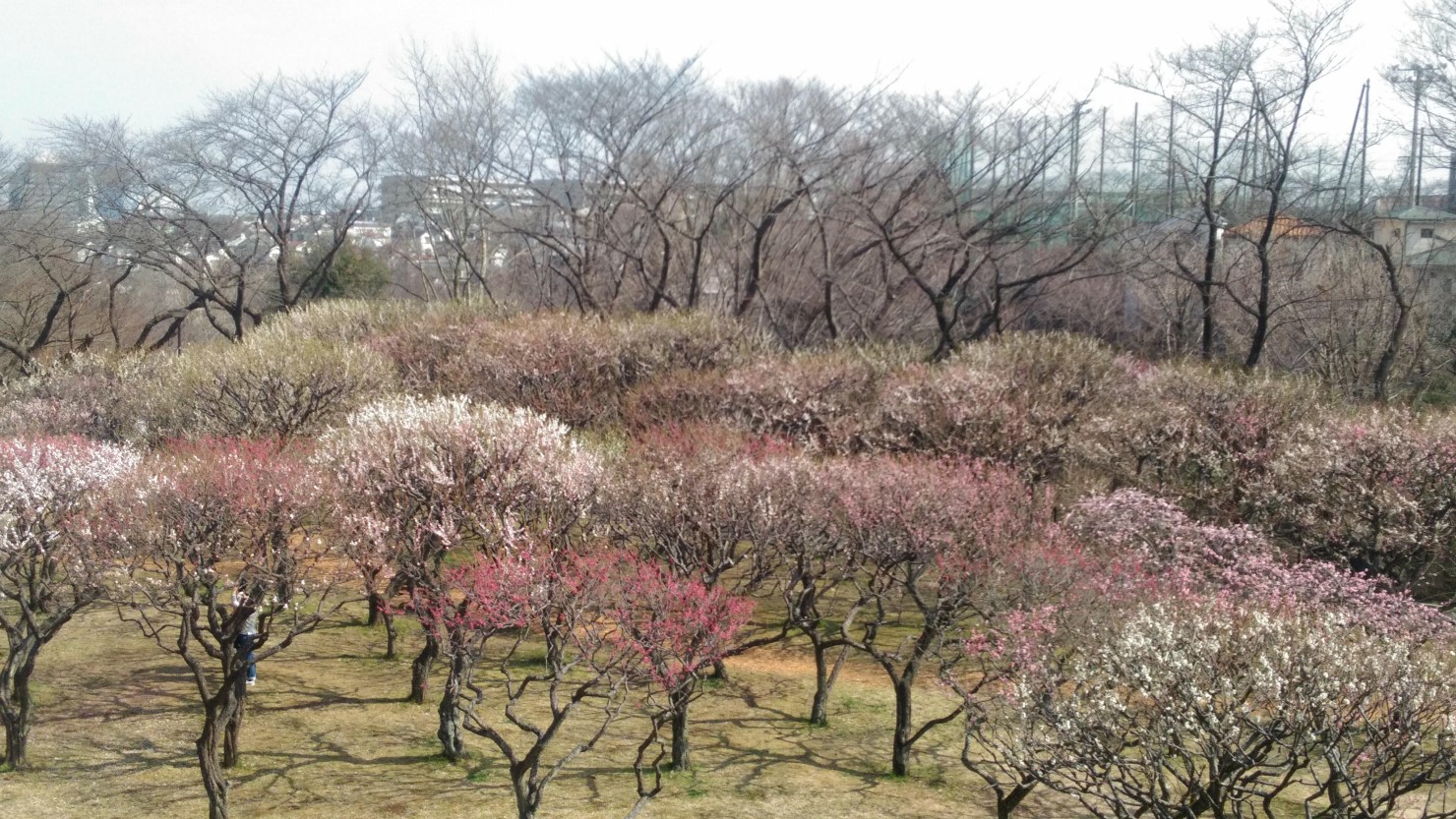 県立保土ケ谷公園の梅園
