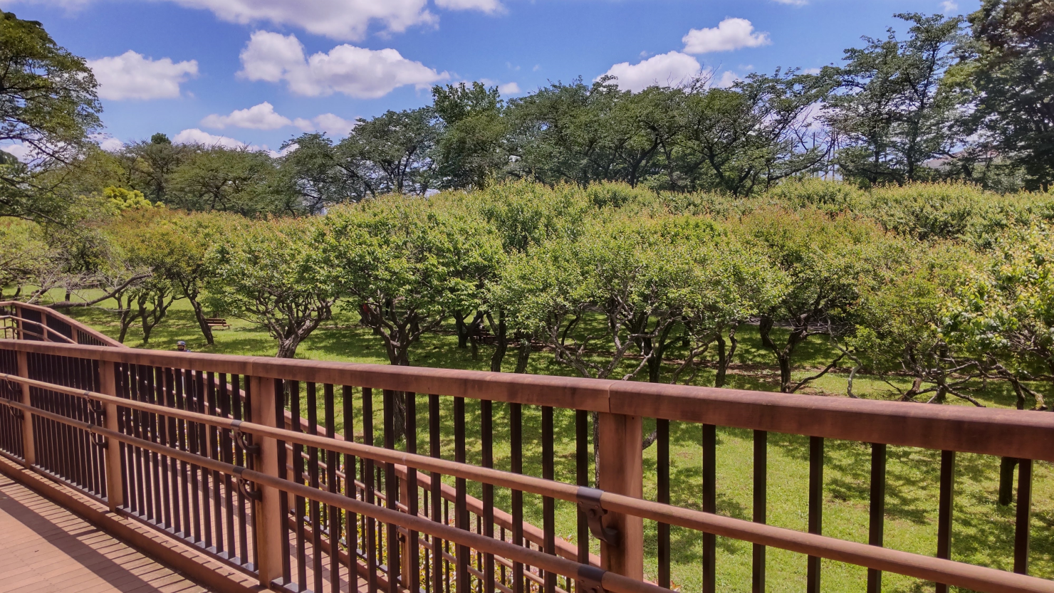 県立保土ケ谷公園の梅園の新緑