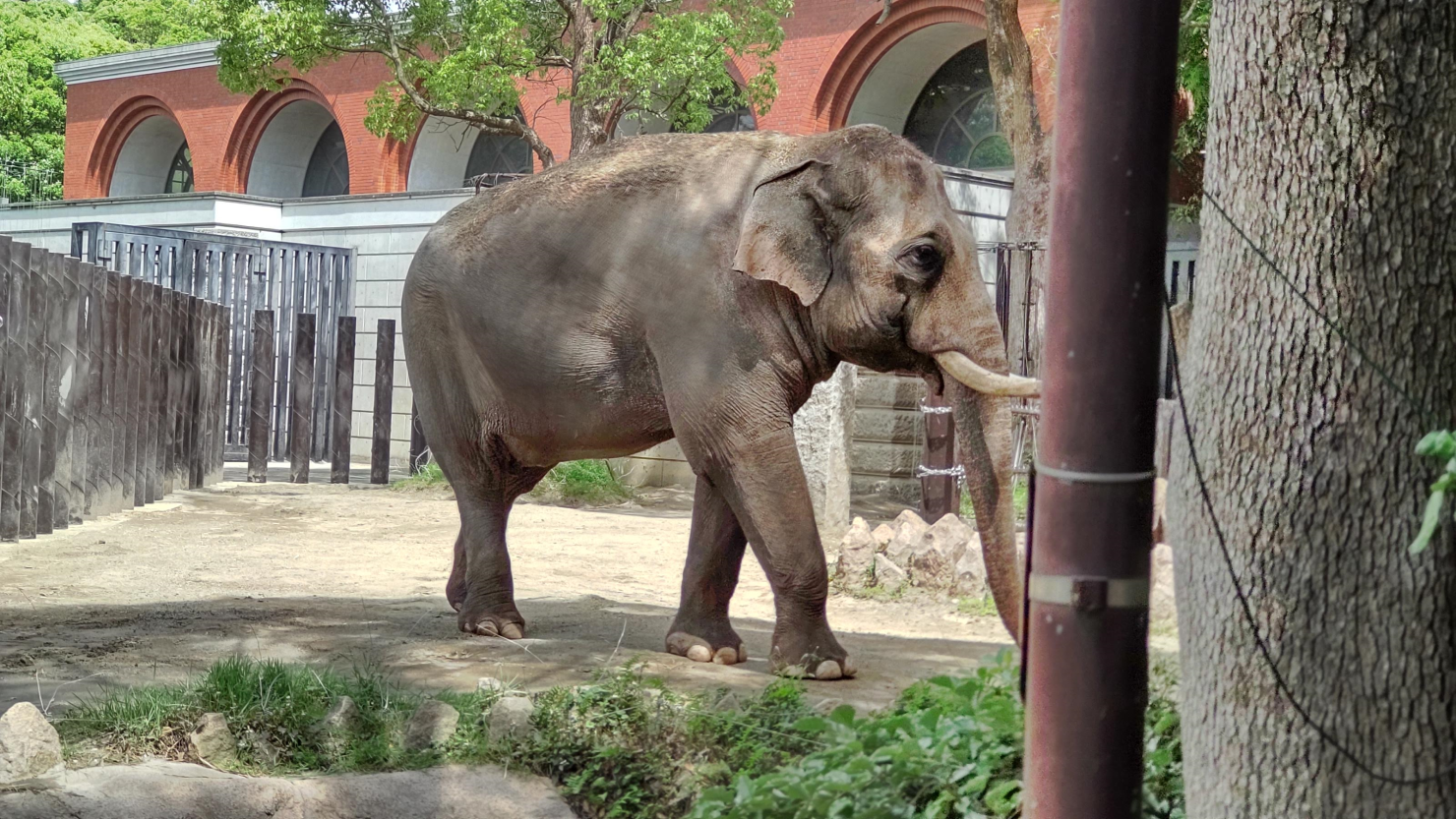 ズーラシアのゾウ